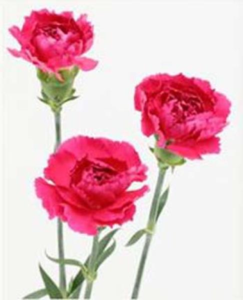 Vollsortiment - Nelken, dunkel rosa , 10 Stück
